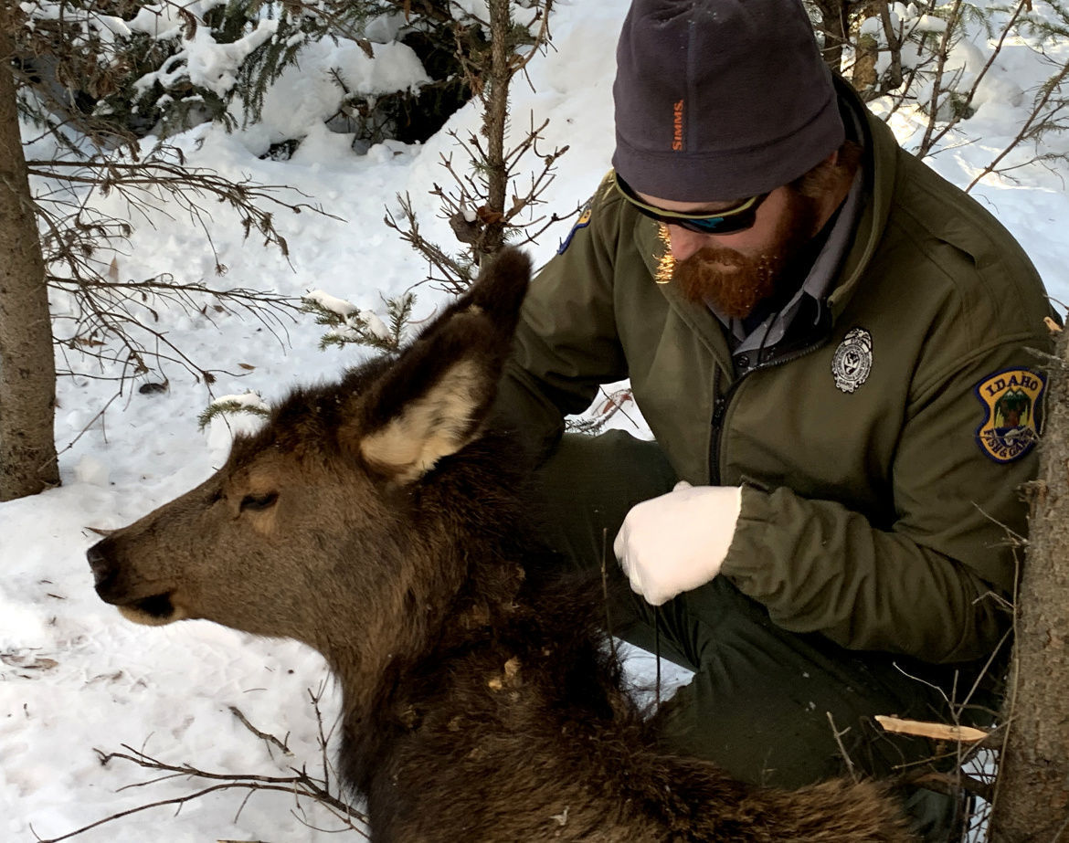 Elk calf 2